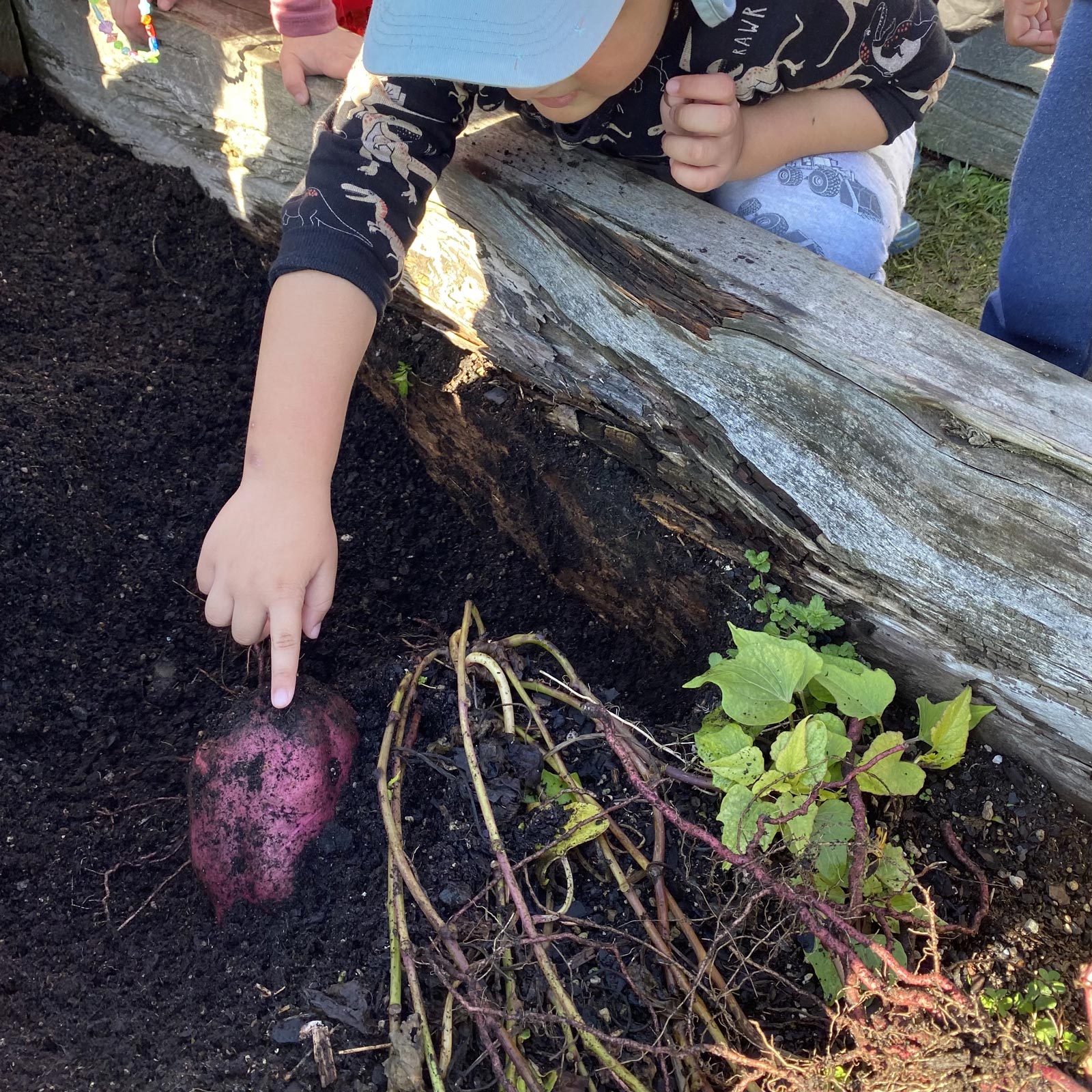 Our Journey Growing Kumara Piccolo Park Our Journey Growing Kumara Piccolo Park